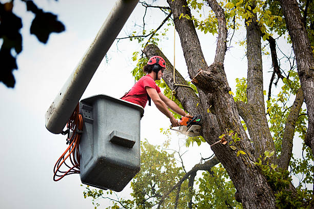 Reliable London, CA Tree Service Solutions